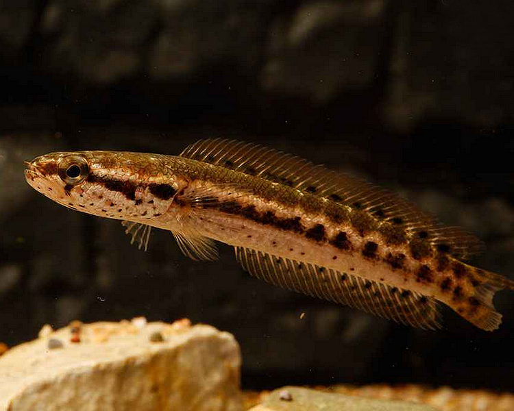 Bangka Snakehead - Channa Bankanensis ~ 7cm